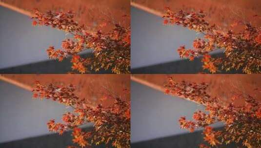 秋天秋色高清在线视频素材下载