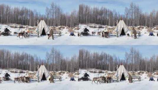 敖鲁古雅使鹿部落高清在线视频素材下载