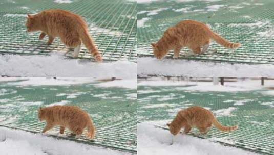 冬季橘猫在雪地上行走张望高清在线视频素材下载