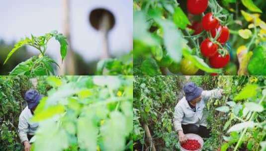 清新圣女果采摘蔬果园视频素材高清在线视频素材下载