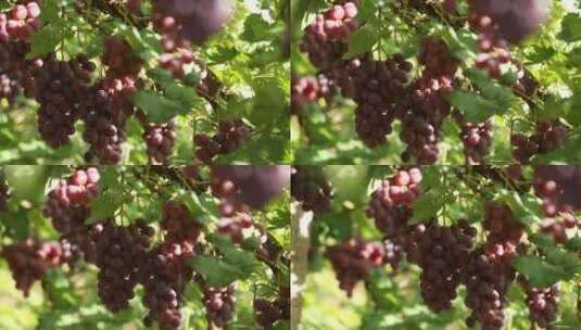 葡萄园里一串串晶莹剔透的葡萄高清在线视频素材下载