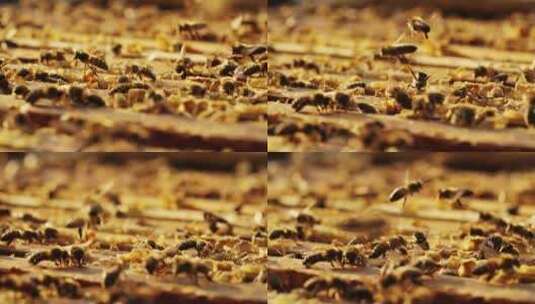 现代养殖蜜蜂蜂场养蜂蜂箱蜂蜜高清在线视频素材下载
