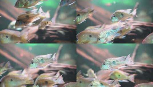 热带鱼高清在线视频素材下载