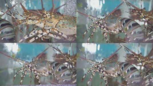 波纹龙虾高清在线视频素材下载