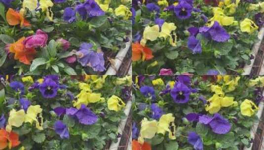 彩色花卉带露珠空镜素材高清在线视频素材下载