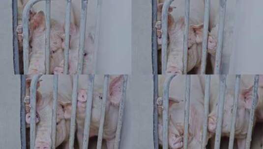 4K实拍养殖场养猪场猪高清在线视频素材下载