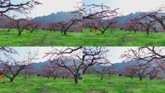 桃花树桃花林桃花山高清在线视频素材下载