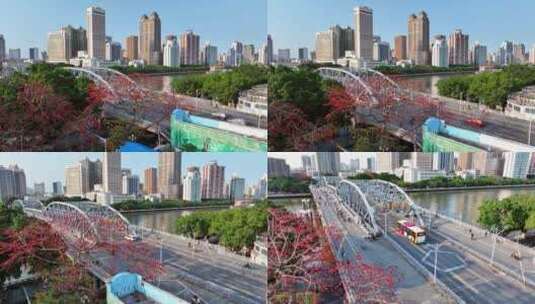 4K航拍广州海珠桥木棉花高清在线视频素材下载