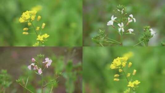 4K唯美油菜花高清在线视频素材下载