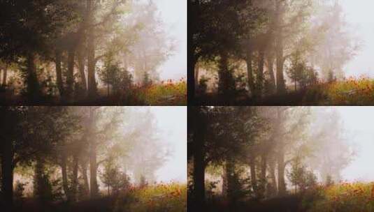 阳光在雾蒙蒙的森林中穿过树木高清在线视频素材下载