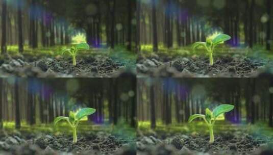 森林里的植物幼苗生长高清在线视频素材下载