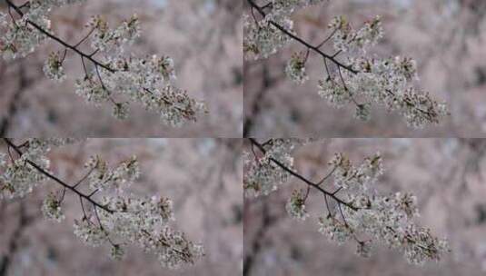 春天现代建筑旁即将凋零的樱花高清在线视频素材下载