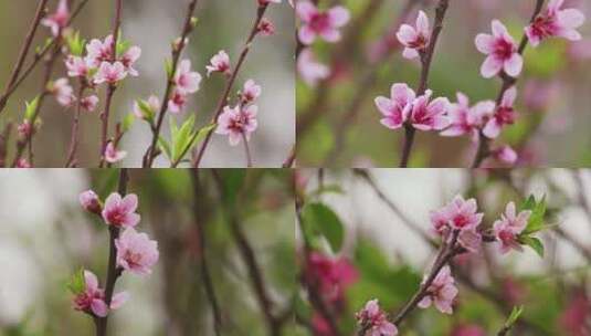 粉红桃花高清在线视频素材下载