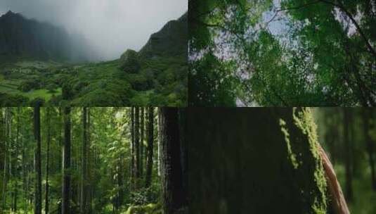 4k森林大自然流水瀑布风景高清在线视频素材下载