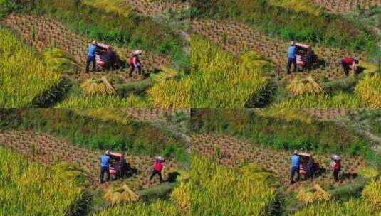 惠州九龙峰角峰村农民收割稻子11高清在线视频素材下载