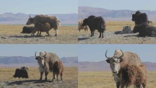 西藏放牧高清在线视频素材下载