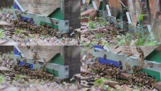 养蜂场蜜蜂蜂箱高清在线视频素材下载
