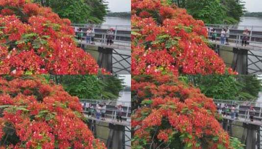 中国广东省广州市荔湾区花地河凤凰花高清在线视频素材下载