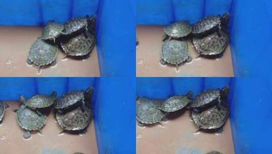 可爱动物乌龟实拍高清在线视频素材下载