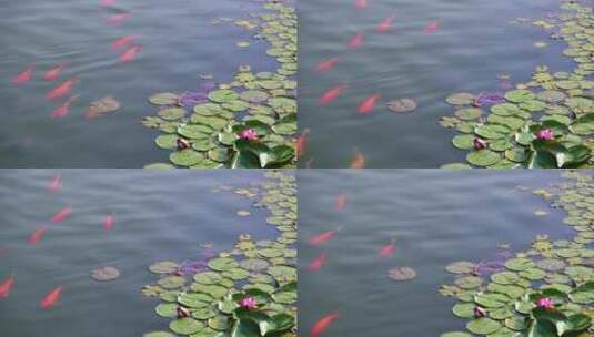夏天池塘里的莲叶与锦鲤自然生态高清在线视频素材下载