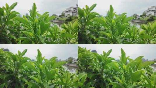 雨后的绿色植物特写高清在线视频素材下载