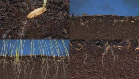 燕麦种子生根发芽成长春天农作物破土而出高清在线视频素材下载