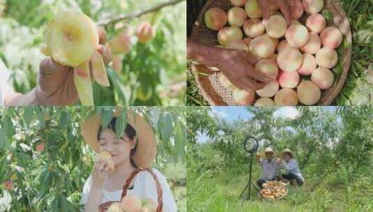 阳山水蜜桃 水蜜桃产地 水蜜桃采摘高清在线视频素材下载