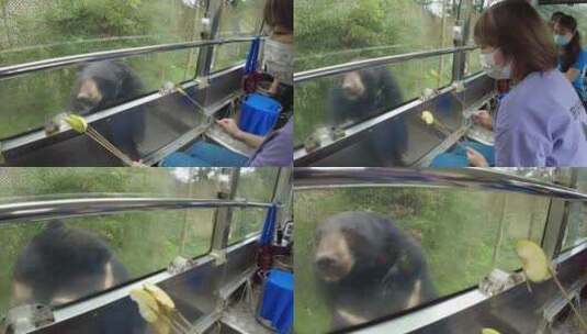野生动物园大黑熊高清在线视频素材下载