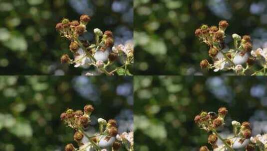 花园、甲虫、绿玫瑰金龟子、黑莓荆棘花高清在线视频素材下载