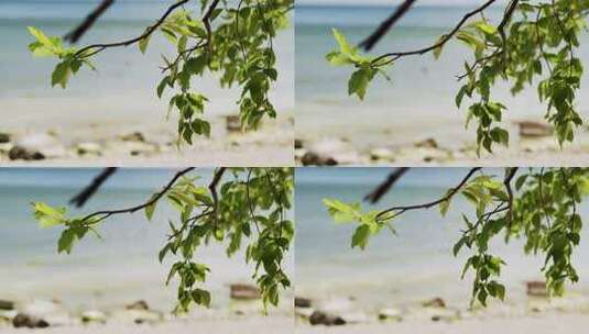 海边树叶树枝风景高清在线视频素材下载