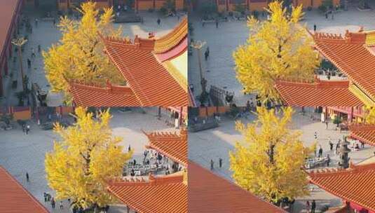 长沙洗心禅寺银杏航拍高清在线视频素材下载