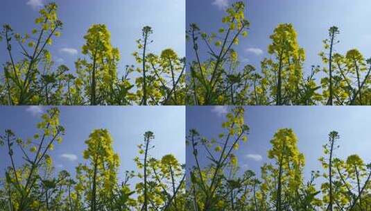 逆光拍摄的油菜花高清在线视频素材下载