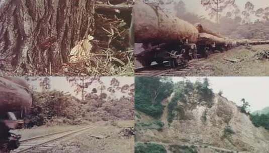 70年代 80年代 90年代 伐木砍树高清在线视频素材下载