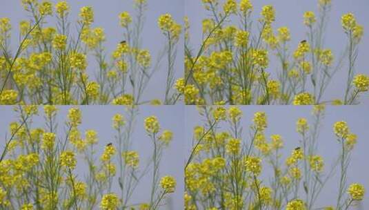 春天油菜花开蜜蜂采蜜空镜升格高清在线视频素材下载