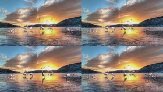 夕阳下丹顶鹤在戏水高清AE视频素材下载
