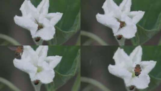 田园野趣：蜜蜂飞舞蒲瓜花间高清在线视频素材下载