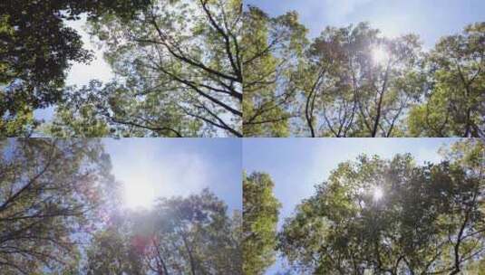 夏天阳光穿过树林树叶子大自然风景风光视频高清在线视频素材下载