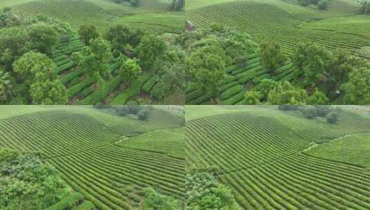 航拍贵州遵义湄潭山野田间夏季茶园风景高清在线视频素材下载