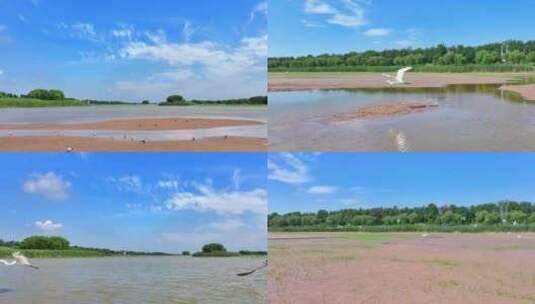 【4K】湿地白鹭公园水土流失滩涂生态宣传高清在线视频素材下载