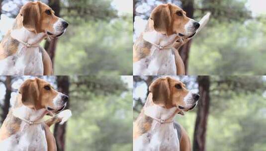 一只小猎犬在白天去森林旅行时摇尾巴的慢动高清在线视频素材下载