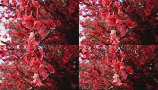 盛开的红樱桃高清在线视频素材下载