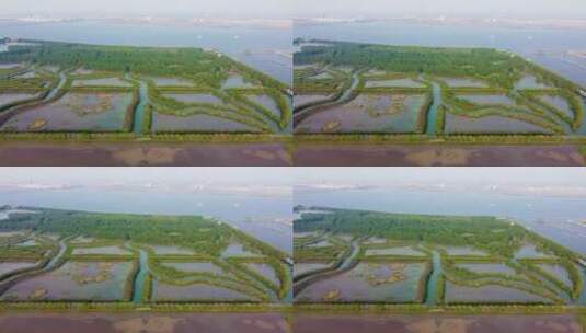 春天广州海珠国家湿地公园航拍高清在线视频素材下载