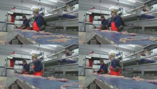 妇女在鱼加工厂的装配线上工作高清在线视频素材下载