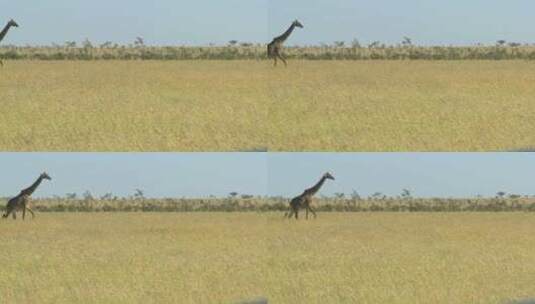 一只长颈鹿穿过非洲的金色大草原高清在线视频素材下载