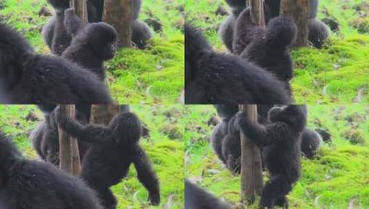 幼年猩猩在树林中玩耍高清在线视频素材下载
