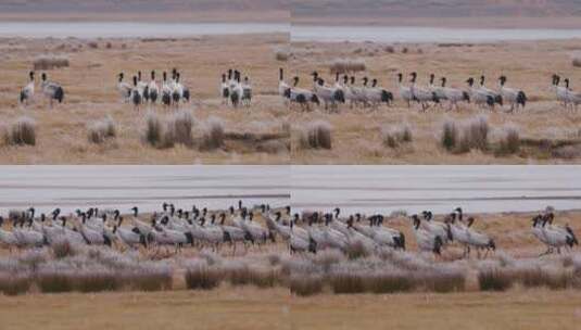 冬季高原湿地枯黄草地上的黑颈鹤高清在线视频素材下载