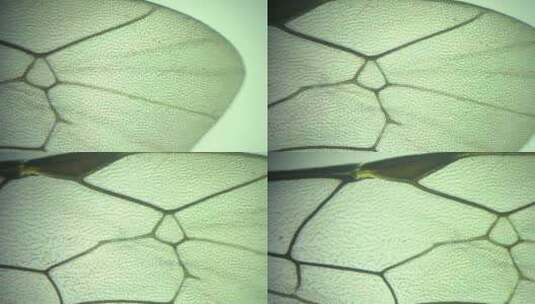 显微镜下放大100倍的昆虫翅膀（膜翅目）高清在线视频素材下载