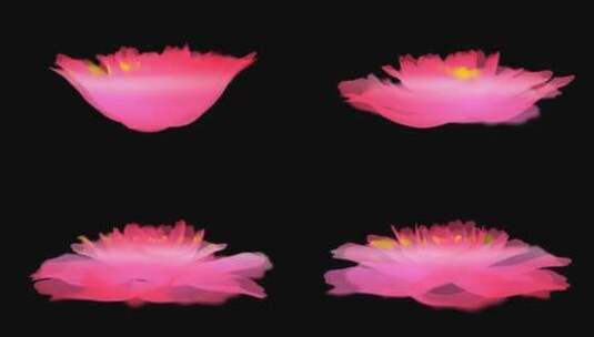 粉色梦幻牡丹带通道4K高清在线视频素材下载