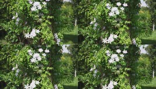 花园花房鲜花花卉特写高清在线视频素材下载