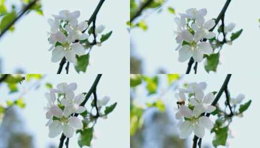 一只蜜蜂降落在一朵白花上高清在线视频素材下载